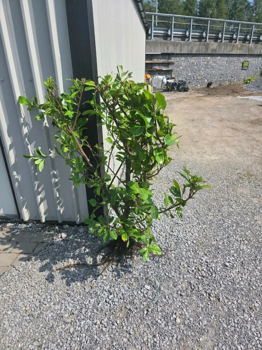 Laurels hedge - Image 1