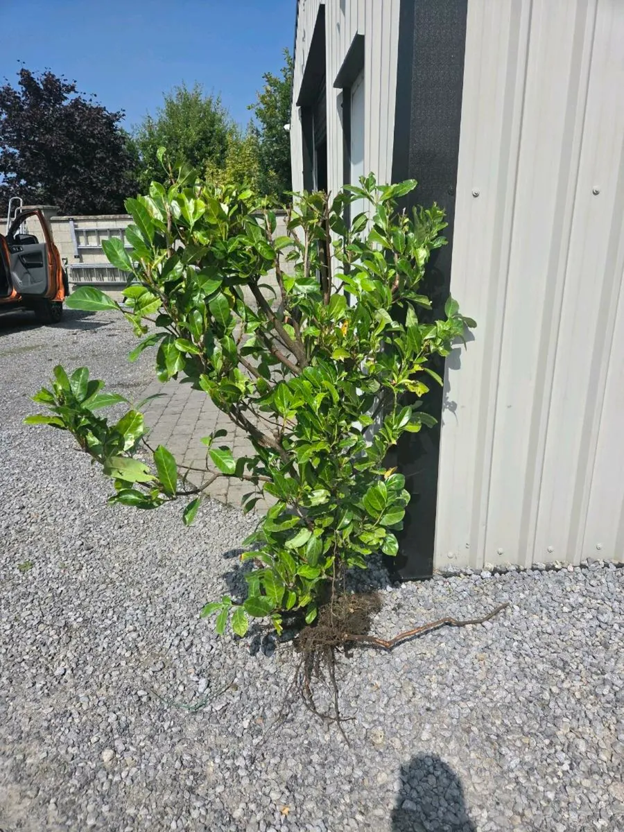 Laurels hedge - Image 2