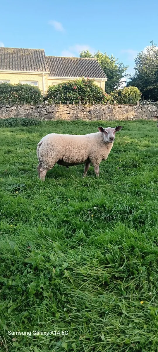 Hybrid Ram lamb - Image 3