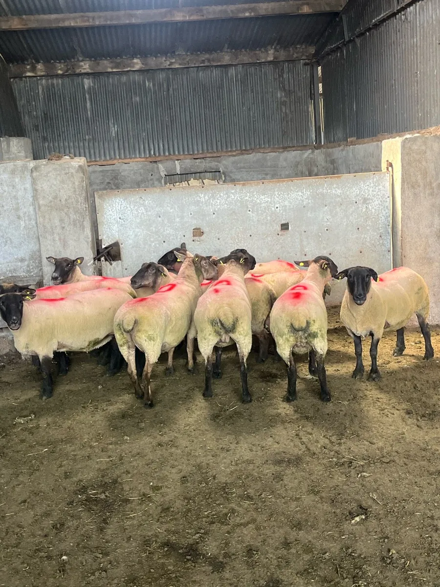 💥10 super breeding ewes 💥 - Image 1