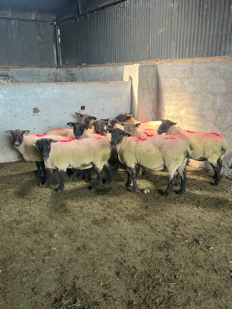 💥10 super breeding ewes 💥 - Image 3