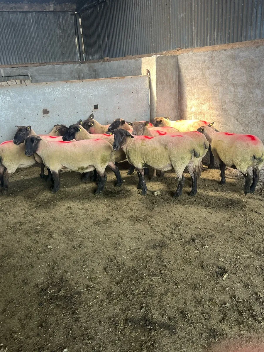 💥10 super breeding ewes 💥 - Image 4