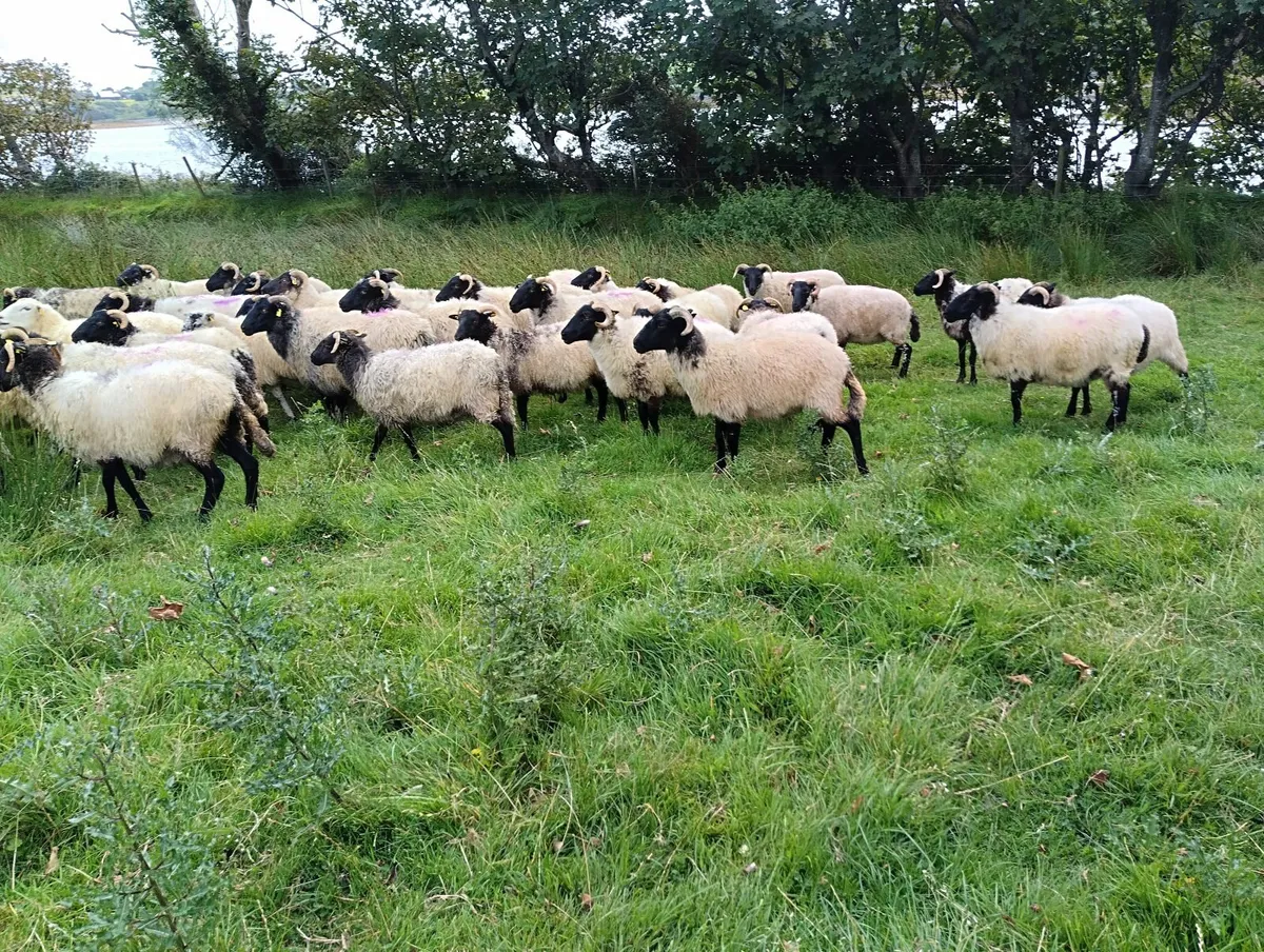 Black faced Hoggets - Image 2
