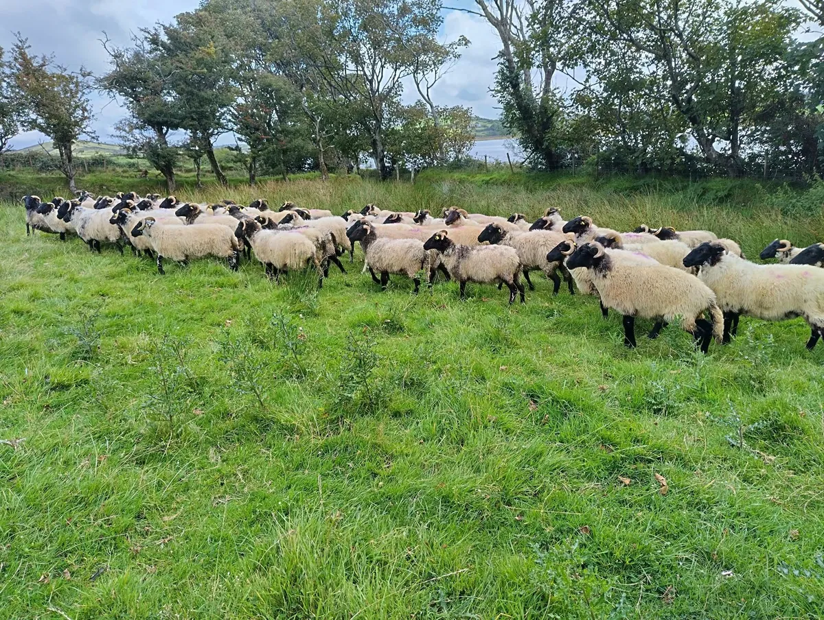 Black faced Hoggets - Image 3