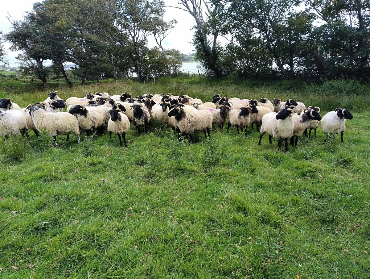 Black faced Hoggets - Image 1