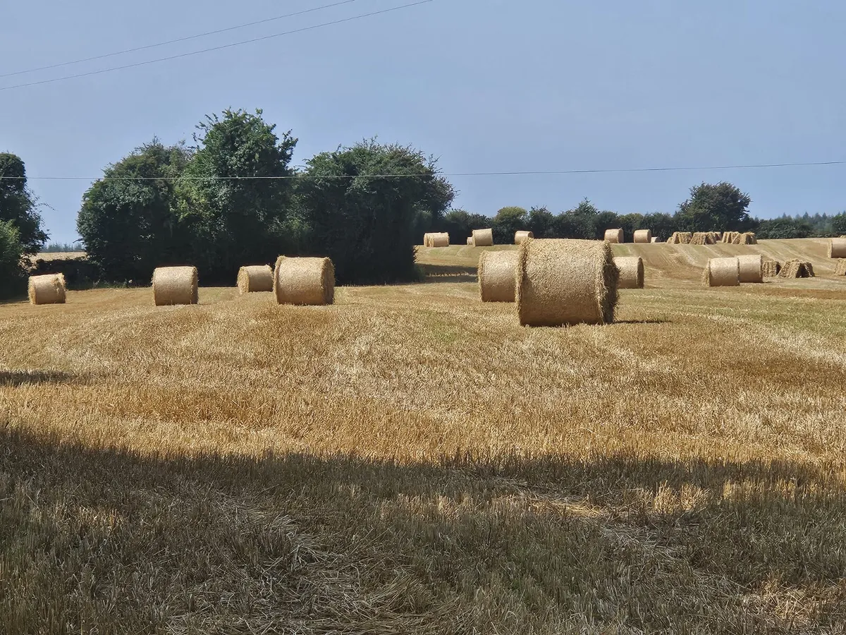 STRAW FOR SALE