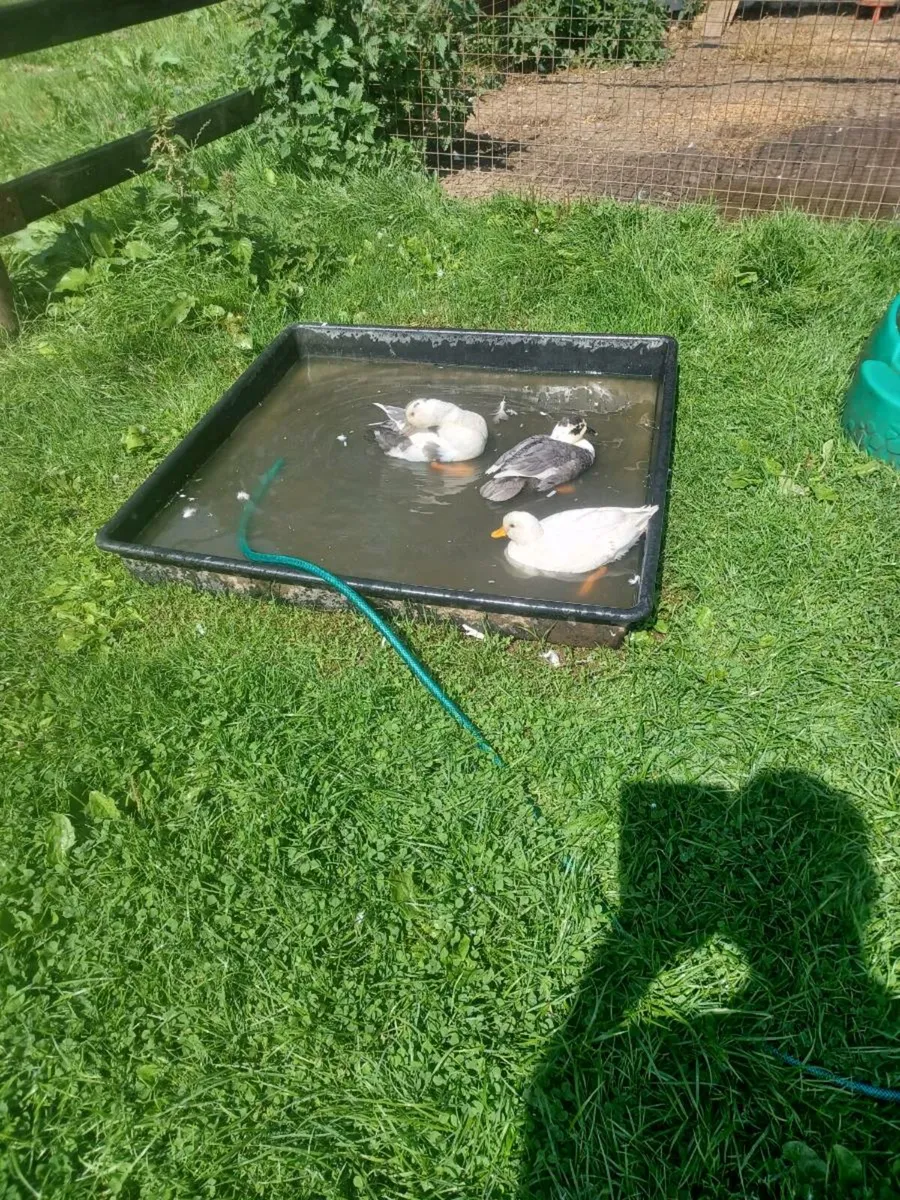 Call ducks - Image 2