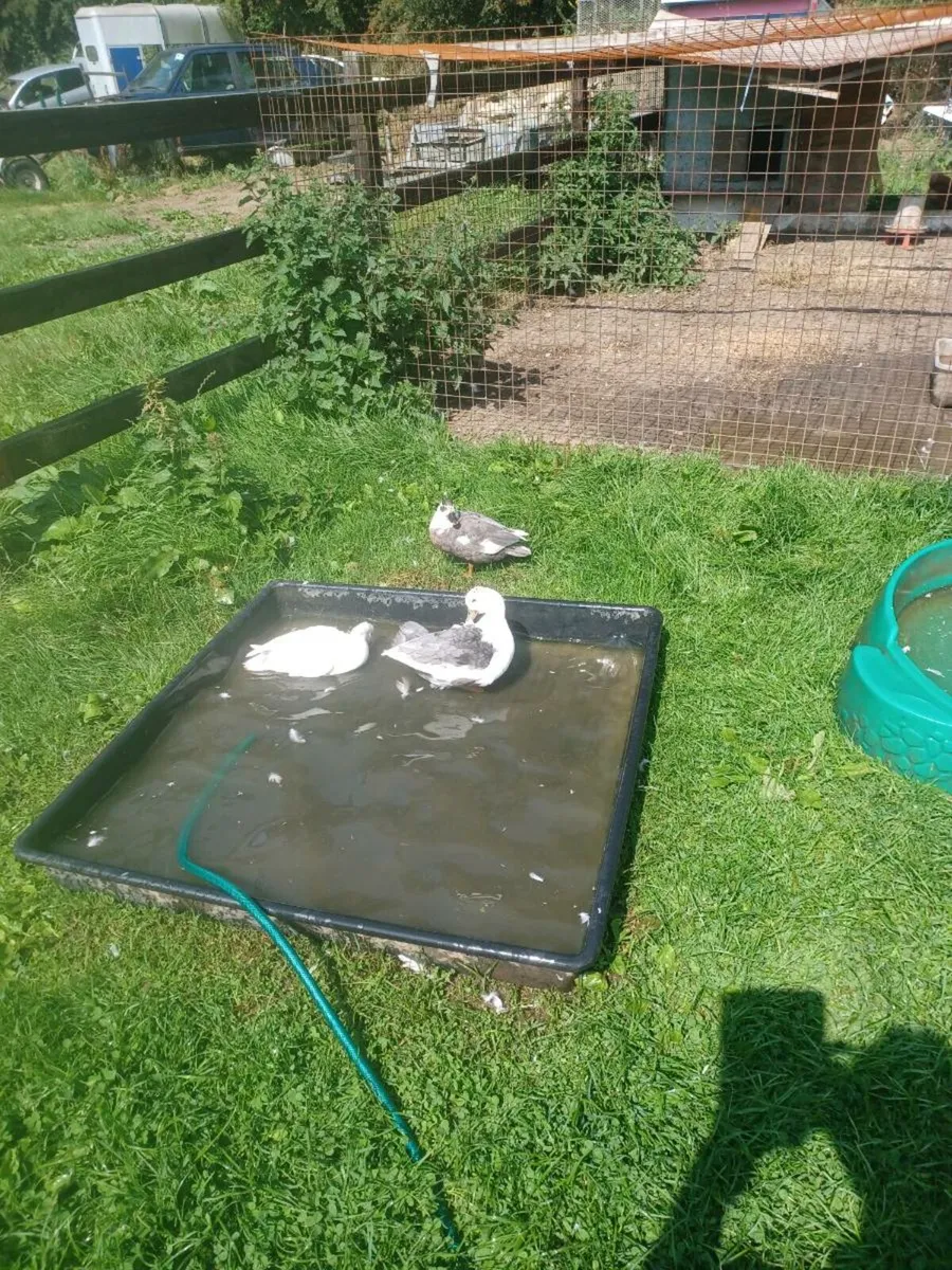 Call ducks - Image 3