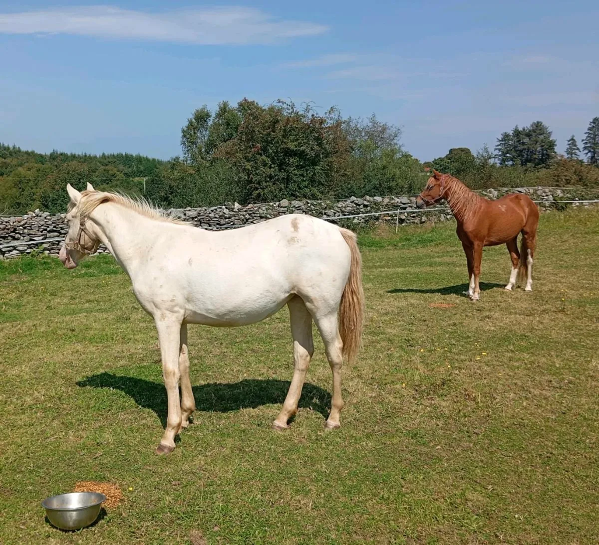 FINAL PRICE DROP: Yearling Cream Connemara Filly - Image 1