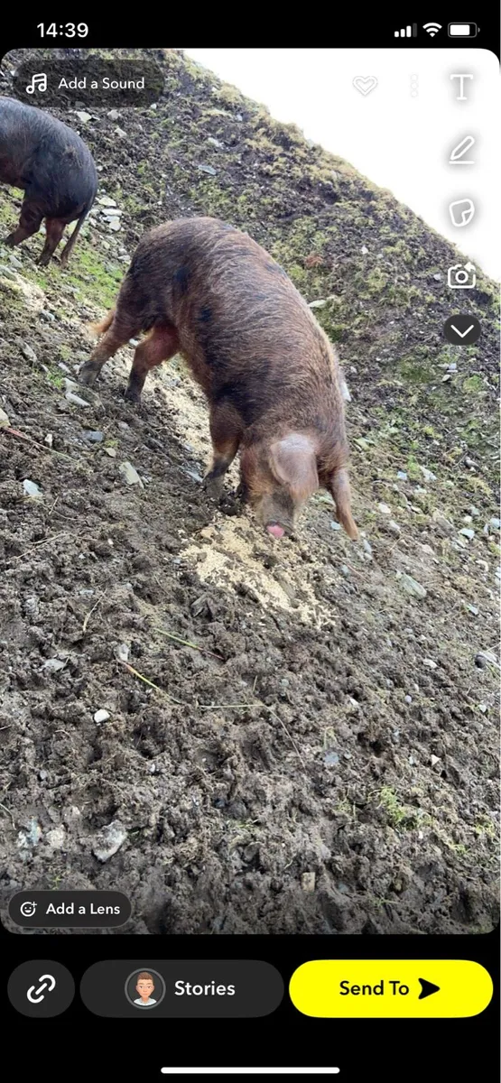 2 Oxford sandy and black pigs - Image 1