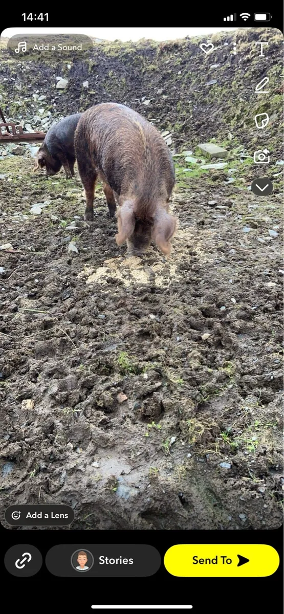 2 Oxford sandy and black pigs - Image 2
