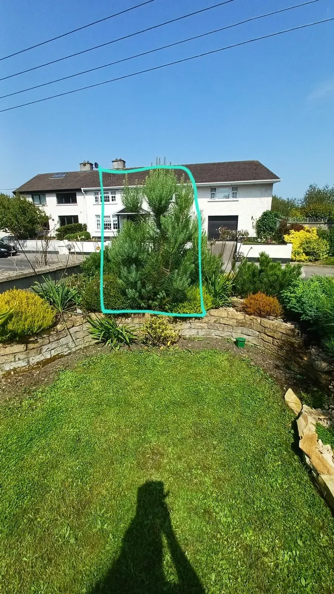 Free pine trees - Image 1