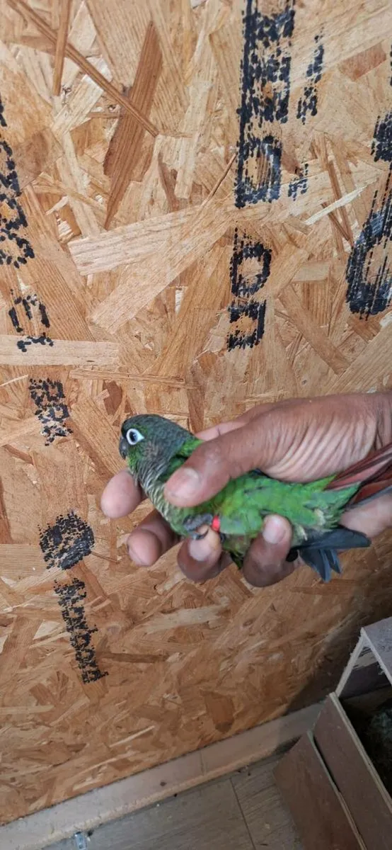 Conures - Image 2
