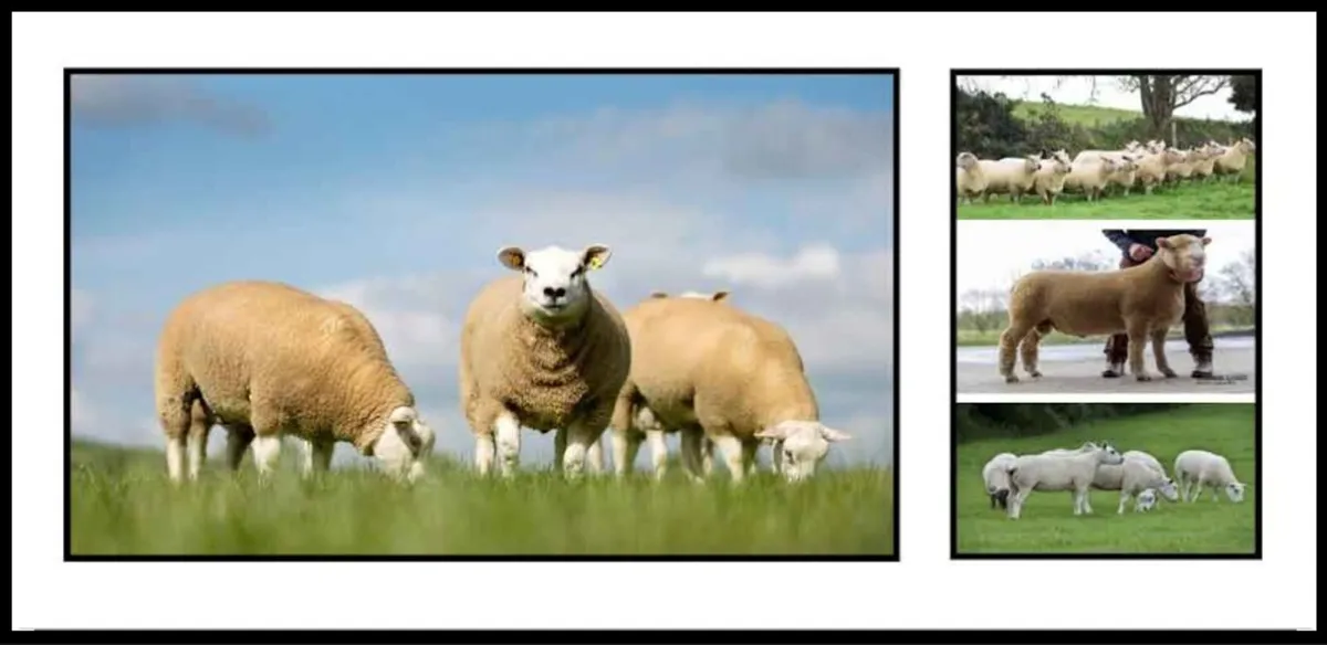 Macroom Mart sheep breeding sale