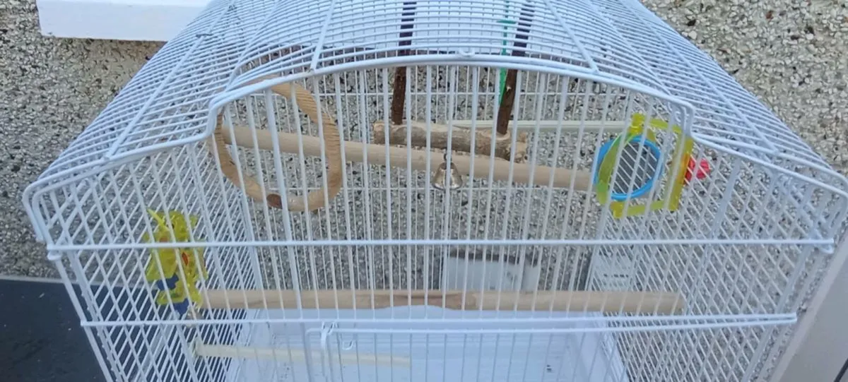 Budgie cage - Image 2