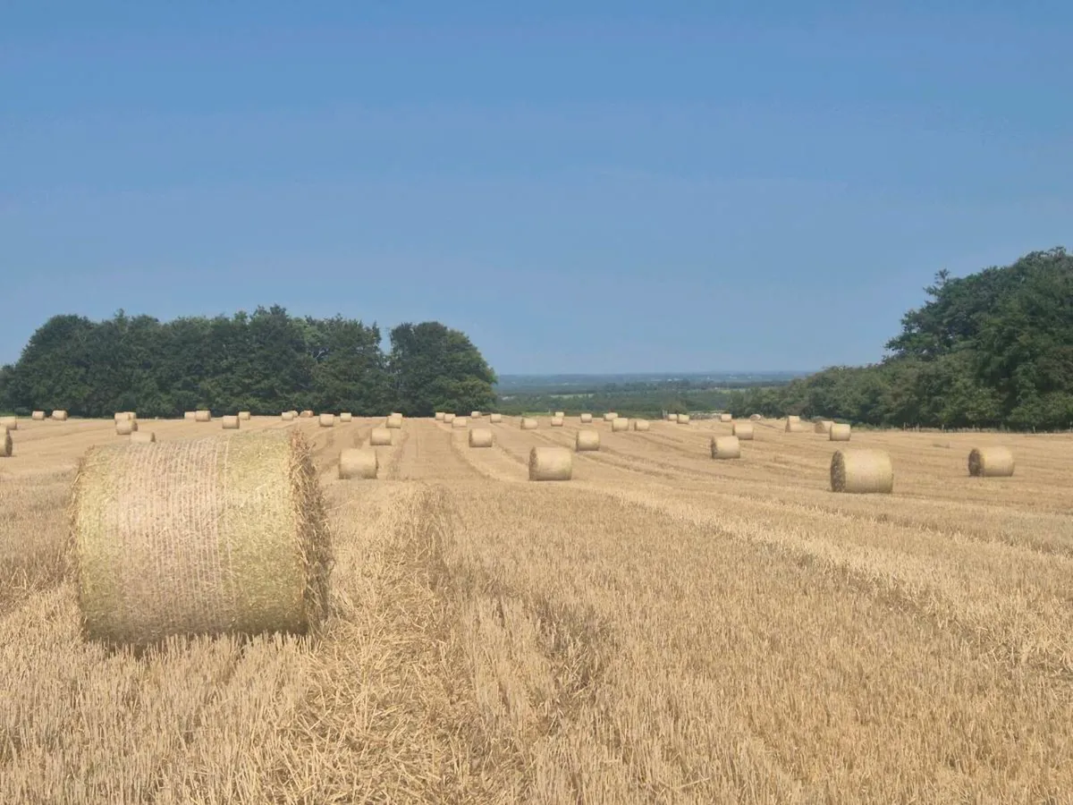 Wheaten Straw - Image 2