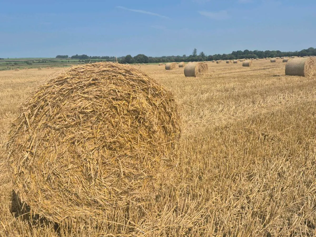 Wheaten Straw - Image 1