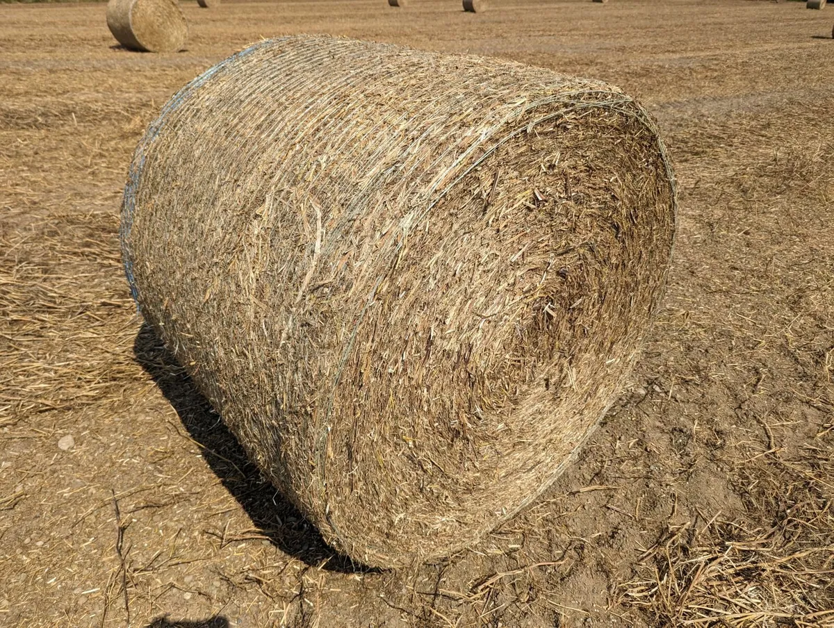 Pea straw in well-packed 4x4s - Image 1