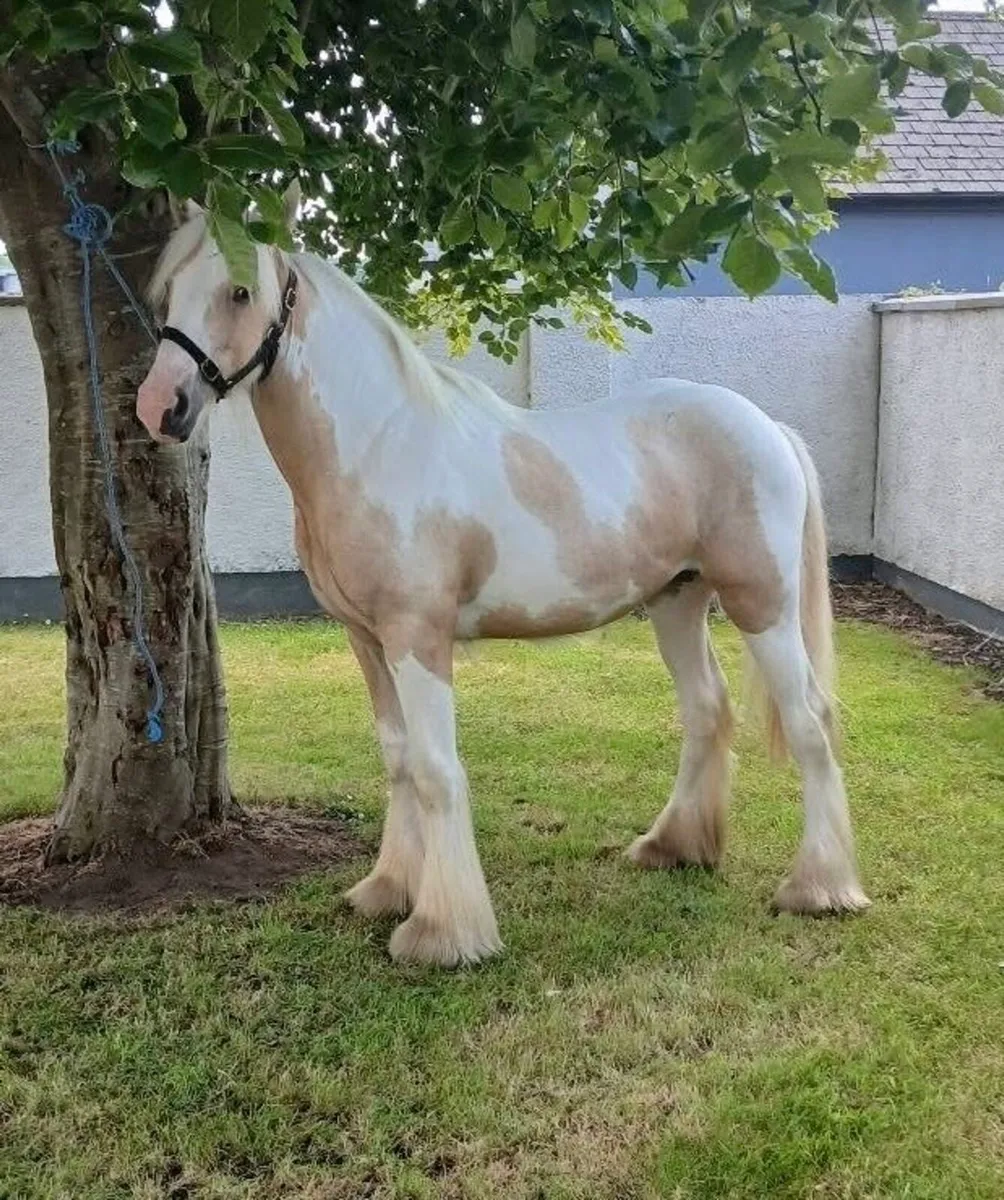 Exceptional Palomino&White Yerling Filly - Image 1