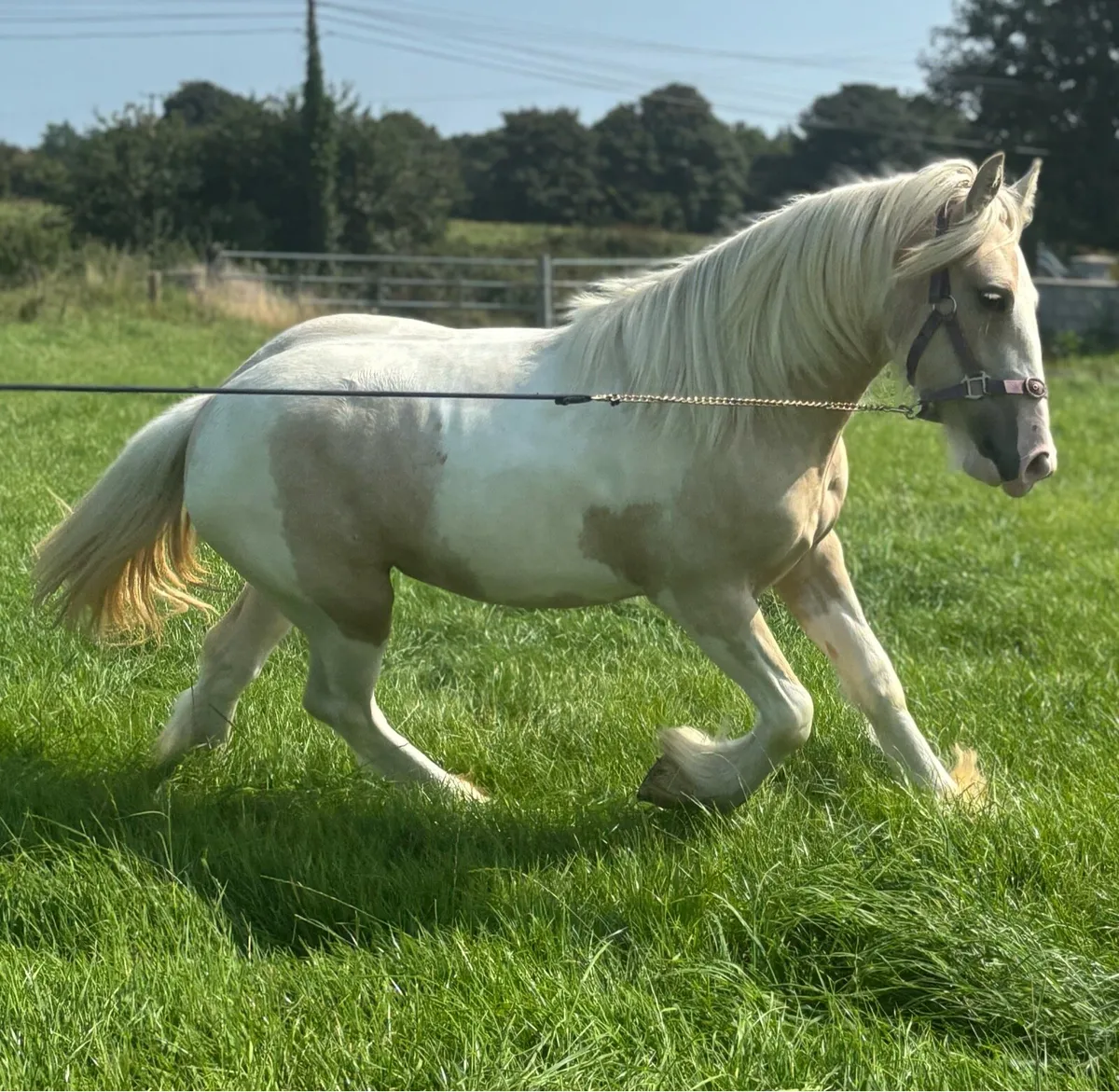 Exceptional Palomino&White Yerling Filly - Image 2