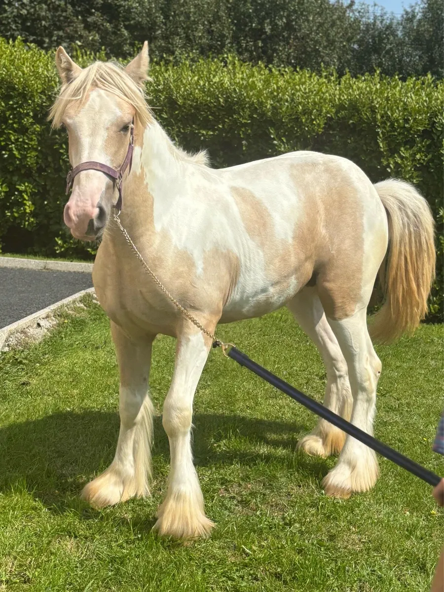Exceptional Palomino&White Yerling Filly - Image 3