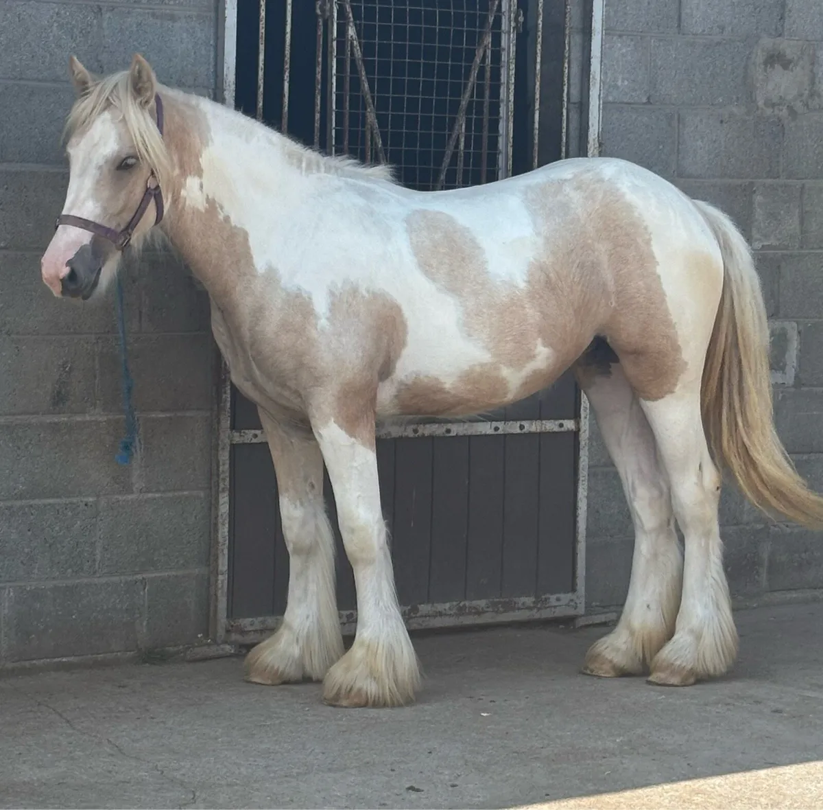 Exceptional Palomino&White Yerling Filly - Image 4