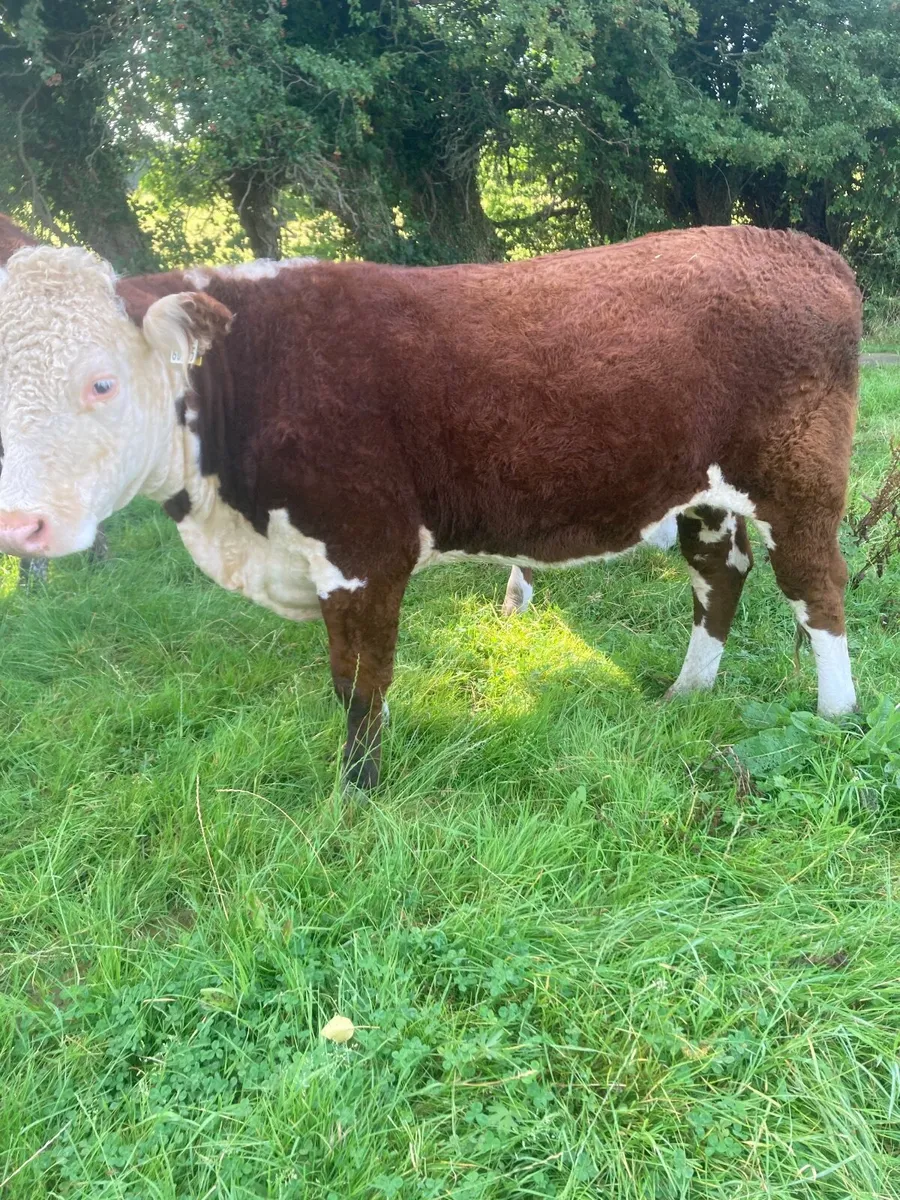 Hereford heifers - Image 1