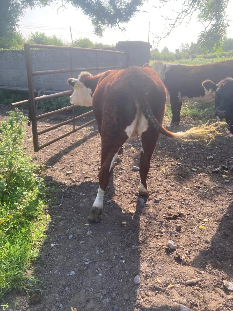 Hereford heifers - Image 2