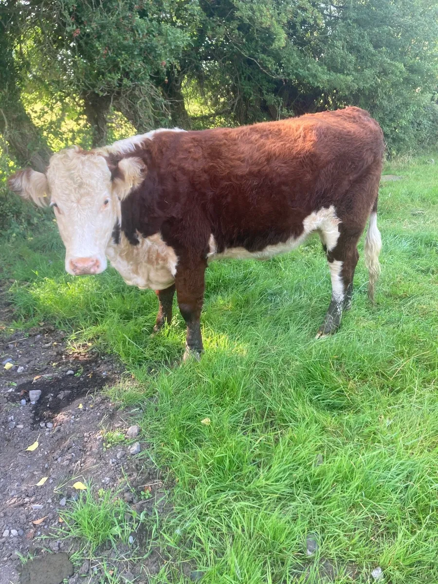 Hereford heifers - Image 3