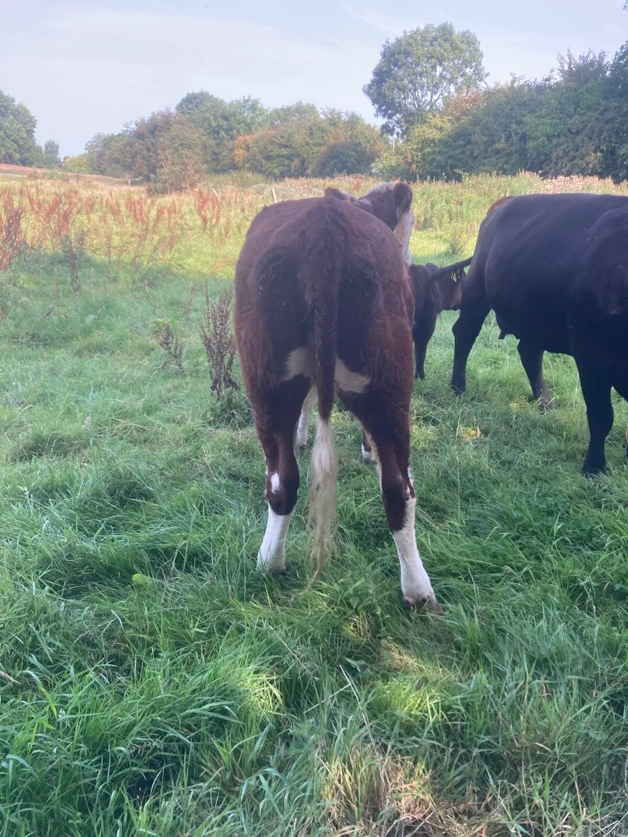 Hereford heifers - Image 4