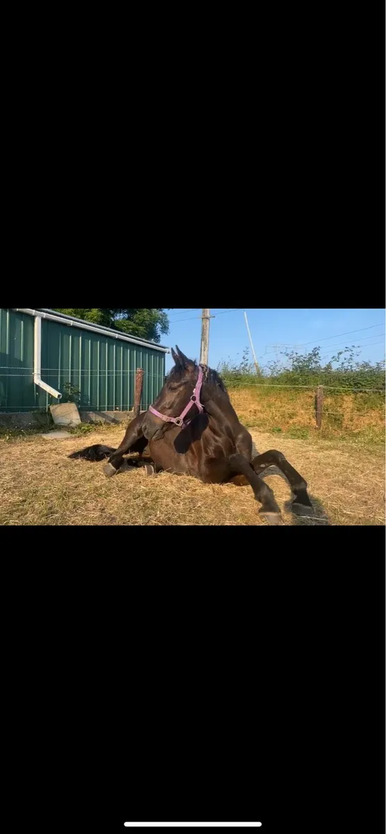 Pony - Image 1