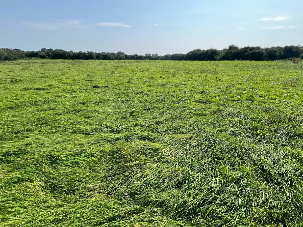 Silage - Image 1