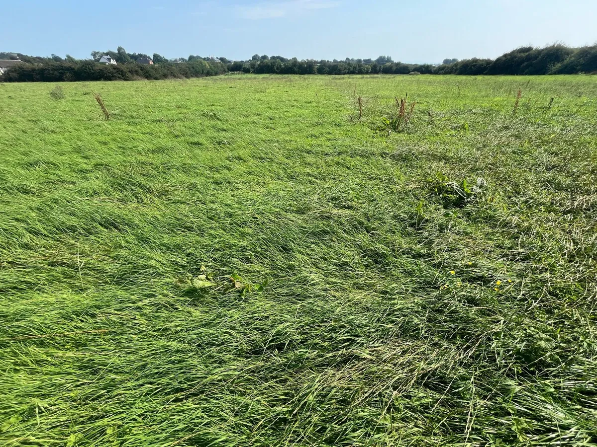 Silage - Image 2