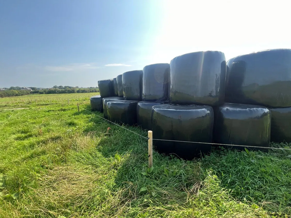 Silage - Image 3