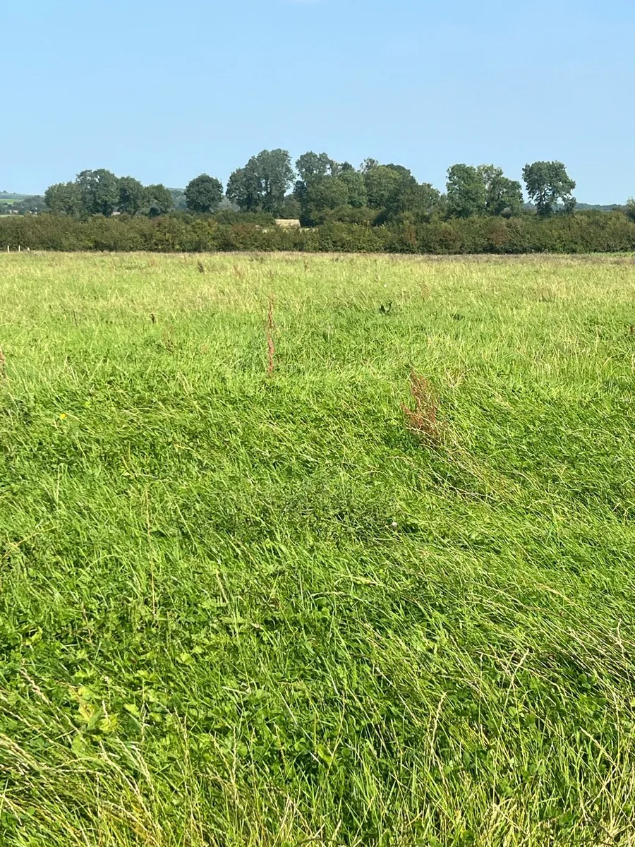Silage - Image 4