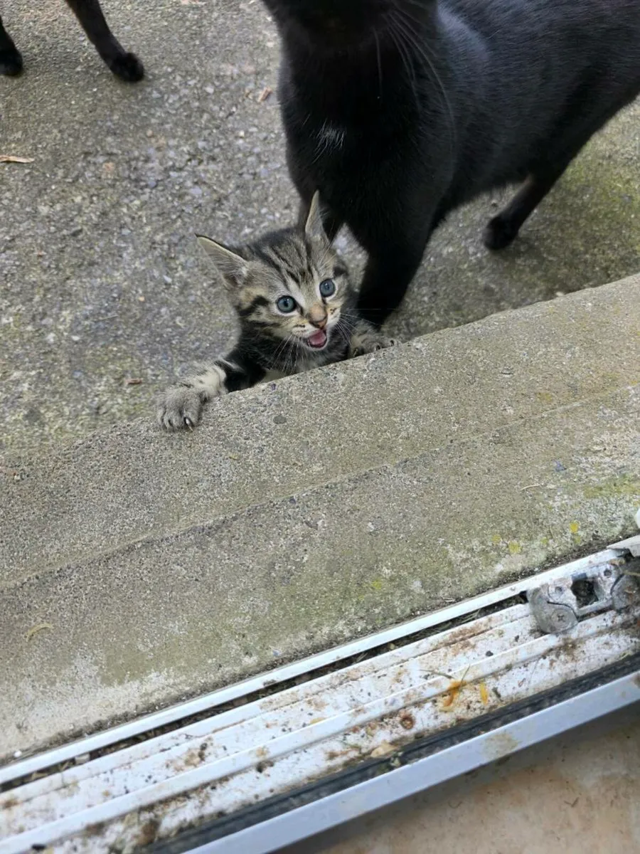 Kittens - Image 1