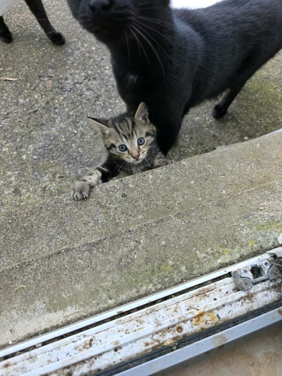 Kittens - Image 2