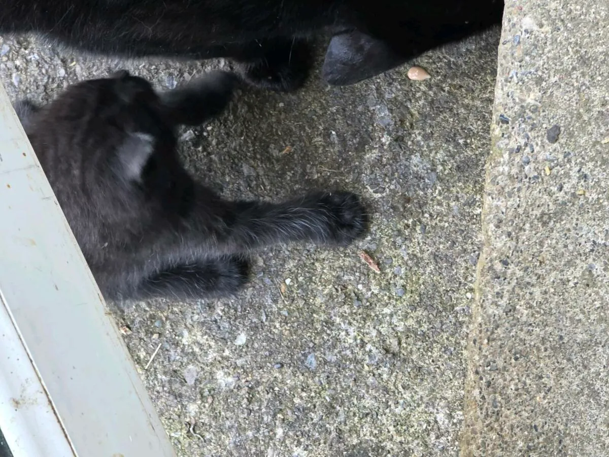 Kittens - Image 3