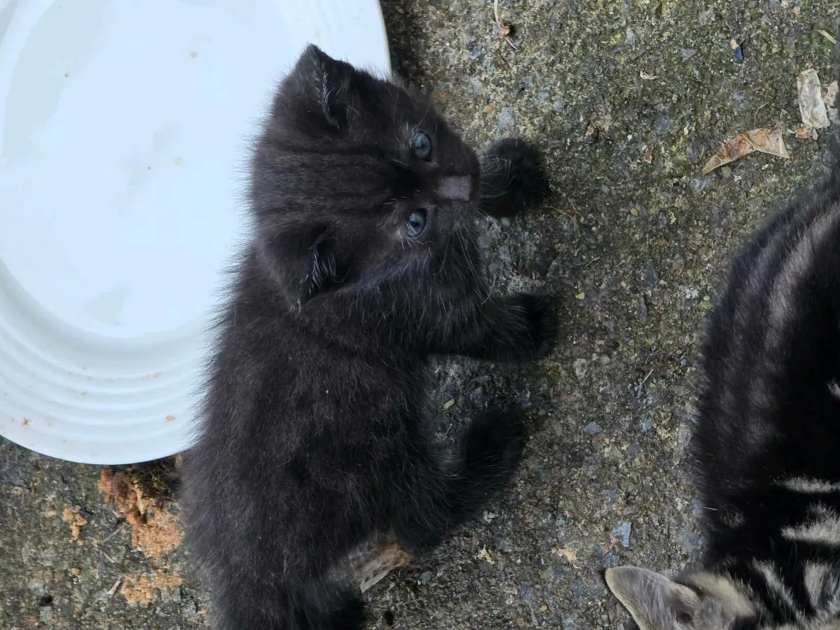 Kittens - Image 4