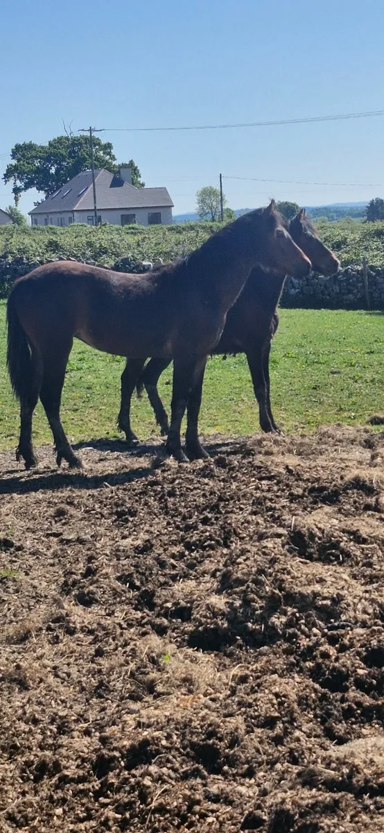 Horses - Image 1