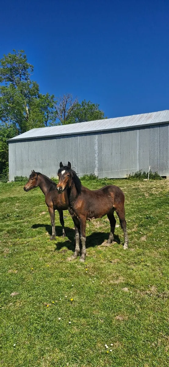 Horses - Image 2