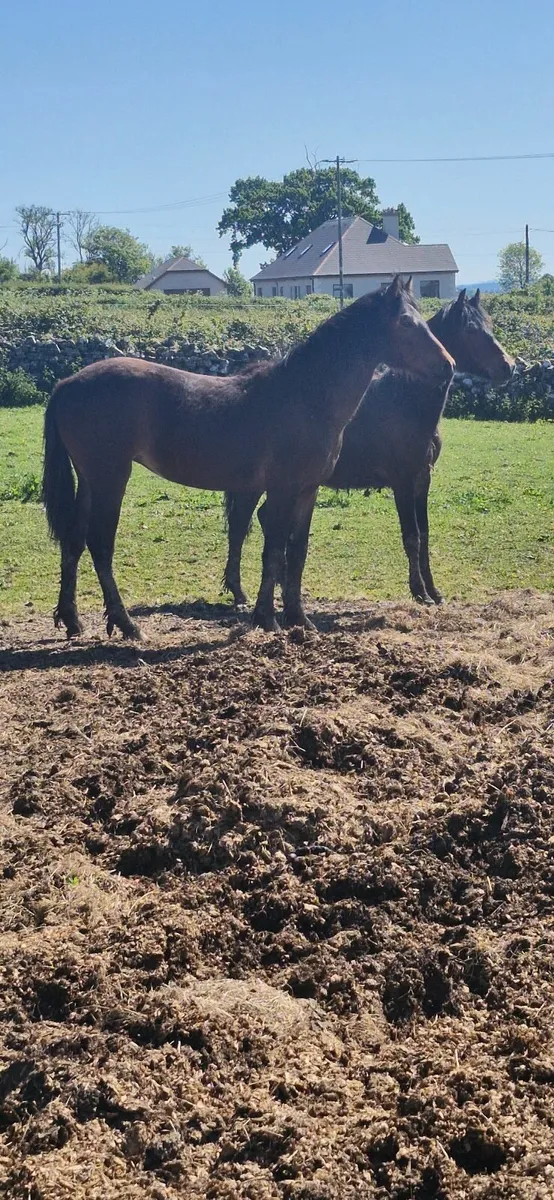 Horses - Image 3
