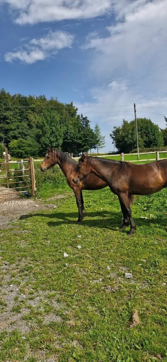 Horses - Image 4
