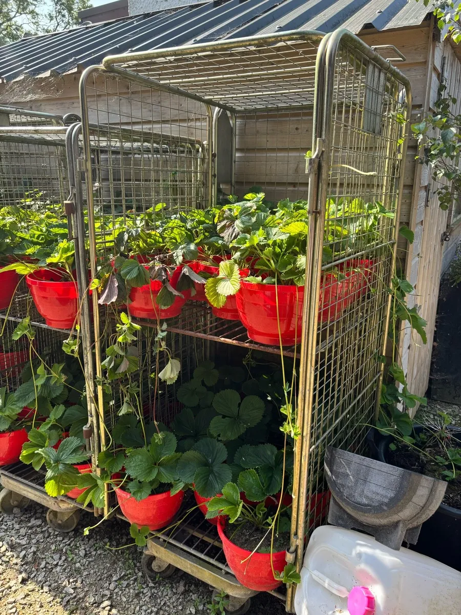 Dutch trolleys - Image 2