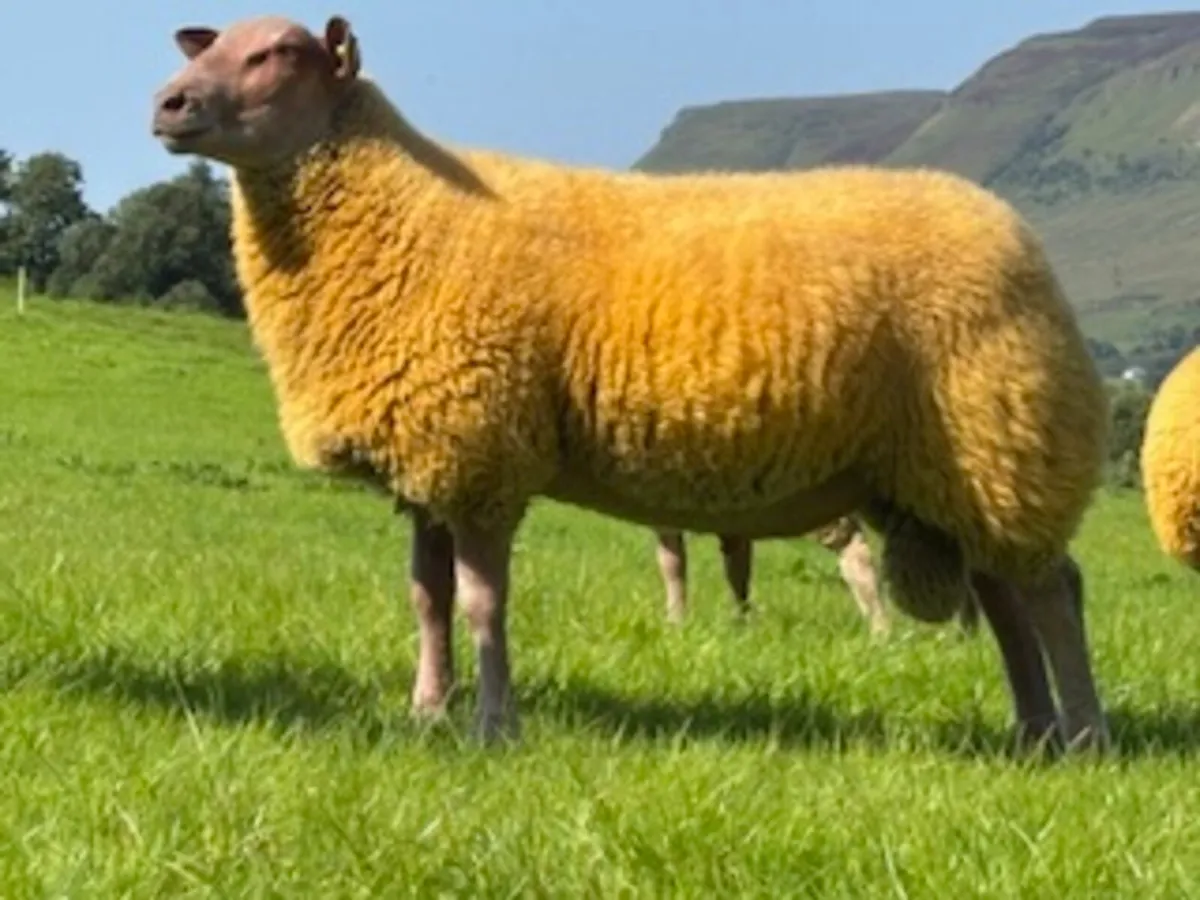 PEDIGREE ROUGE RAM LAMBS FOR SALE - Image 1