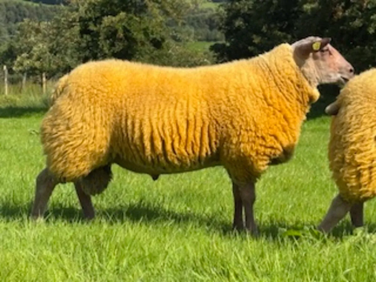 PEDIGREE ROUGE RAM LAMBS FOR SALE - Image 2