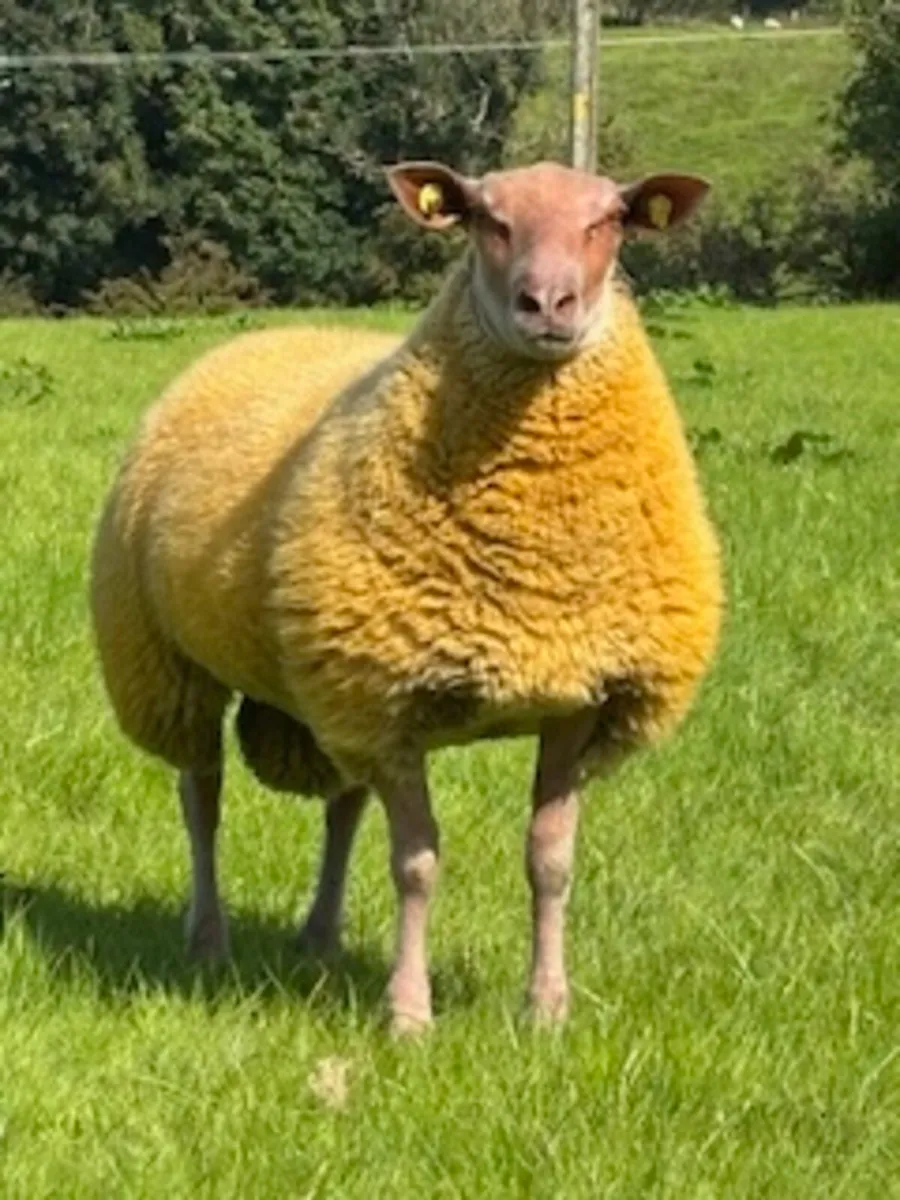 PEDIGREE ROUGE RAM LAMBS FOR SALE - Image 3