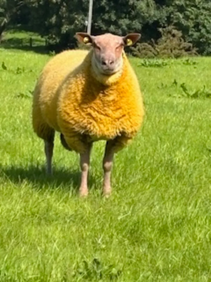 PEDIGREE ROUGE RAM LAMBS FOR SALE - Image 4