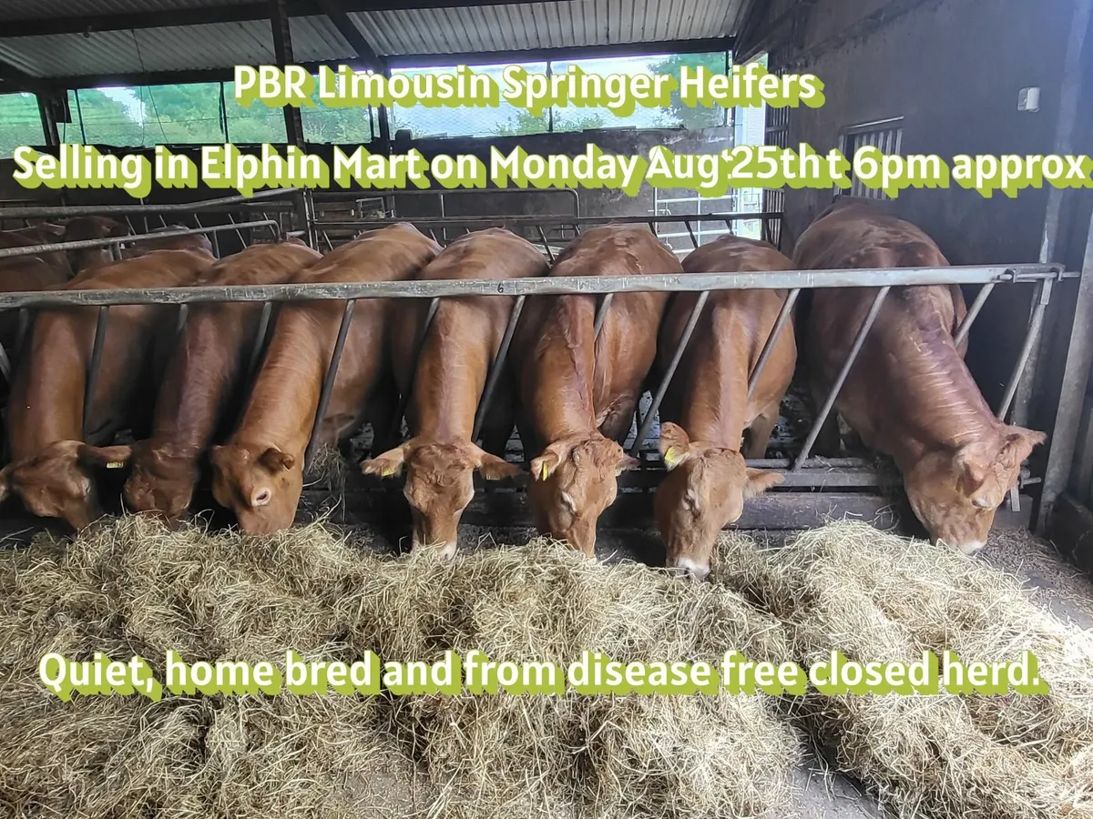 PBR Limousin Springer Heifers - Image 1