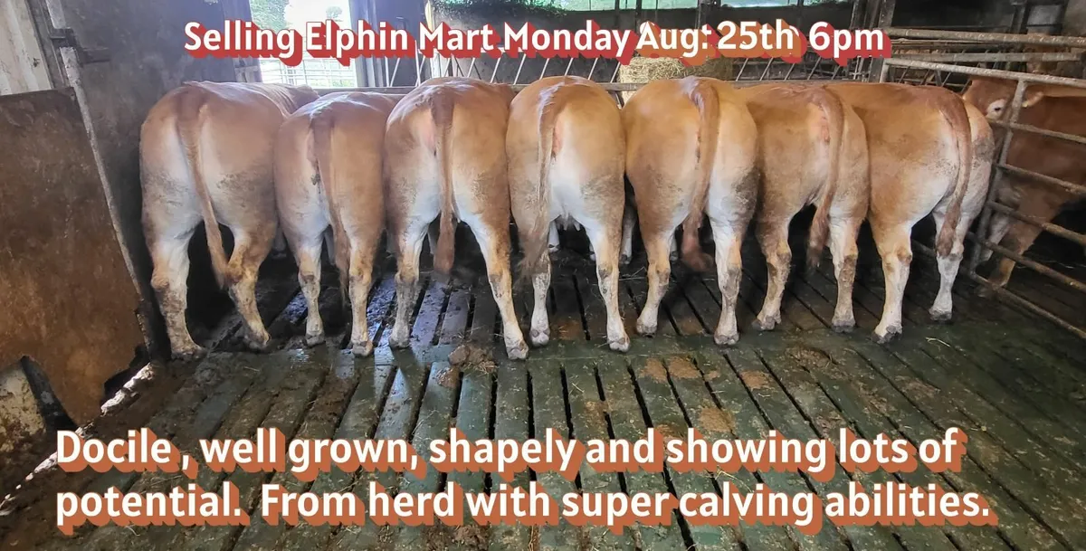 PBR Limousin Springer Heifers - Image 2